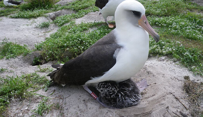 Самая старая дикая птица в мире завела птенца в возрасте 70 лет: фото