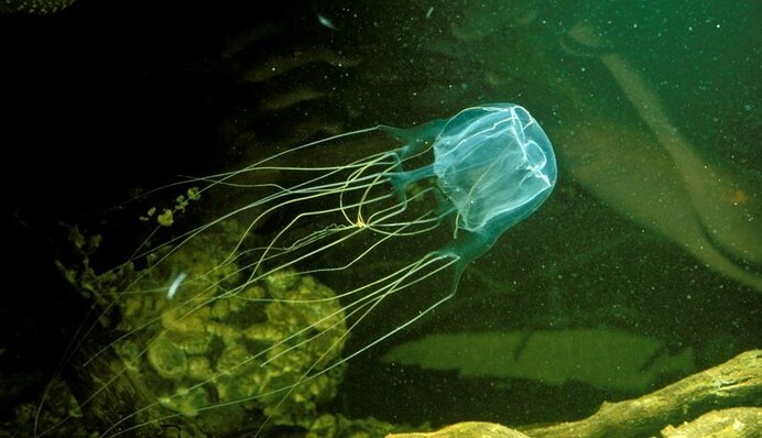 В Австралии от ожога кубомедузы умер подросток: что о ней известно