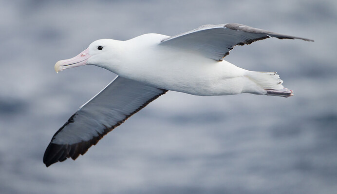 Незграбний альбатрос невдало сів на землю і зруйнував міф про граціозних птахів