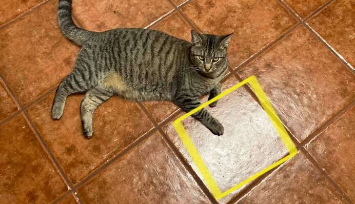 Кошка обнаружила на полу кусочек курицы, и теперь верит в волшебную плитку, дарующую еду