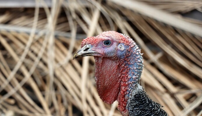 Индюк вломился в кабинет стоматолога и разгромил его - ему не понравилось собственное отражение в окне