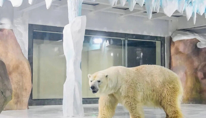 У Китаї відкрили готель з білими ведмедями за склом - він викликав обурення у зоозахисників