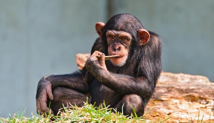 Шимпанзе з різних зоопарків кожен день спілкуються по відеозв'язку - вони зовсім як люди