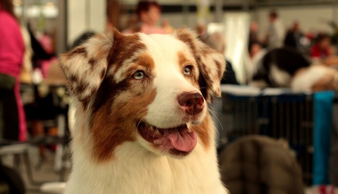 У США собака 