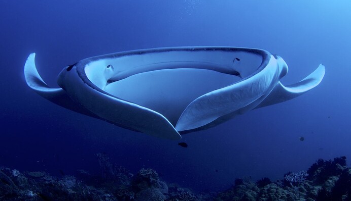 Огромный скат выпрыгнул из воды и попал на фото - гиганта заметили не сразу