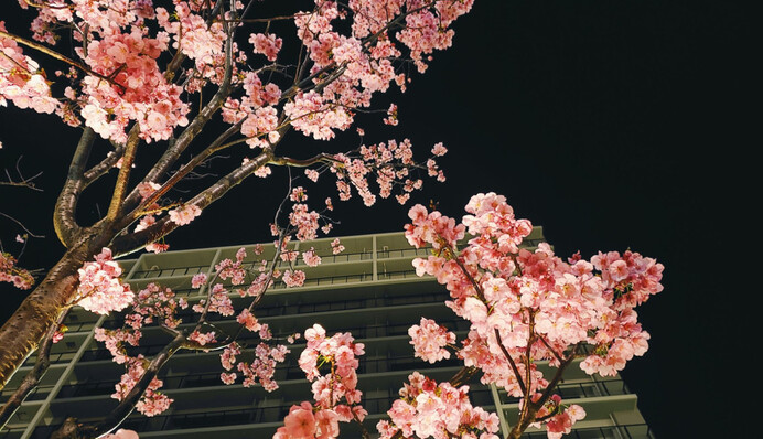 В Японии начался сезон цветения сакур, и улицы Токио уже утопают в цвету: фото