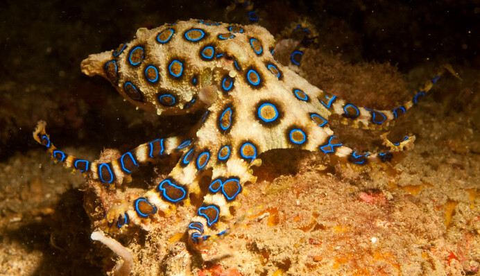 На Бали туристка взяла в руки одно из самых ядовитых животных в мире и чудом осталась жива