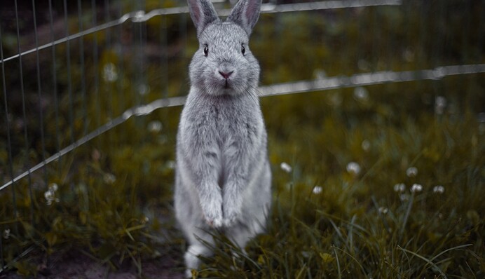 Кролик с разбегу прыгнул в бассейн, и такой 