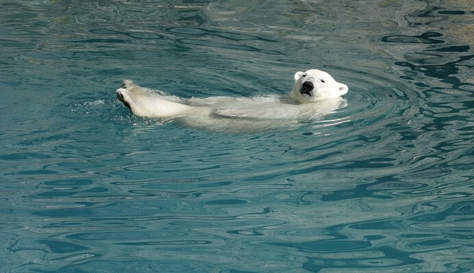Медведь пробрался в частный дом и устроил себе отдых в тепленьком джакузи: видео
