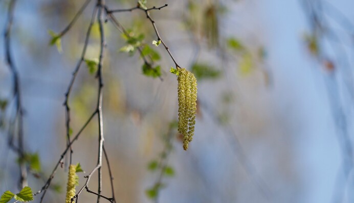 Як закрити березовий сік: 3 рецепти консервації на сезон