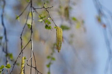 Як закрити березовий сік: 3 рецепти консервації на сезон