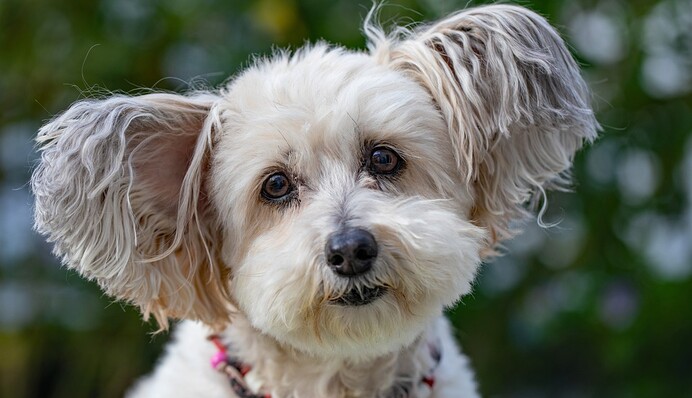 Грумер подстриг собаку, и хозяйка решила, что ей вернули чужого пса