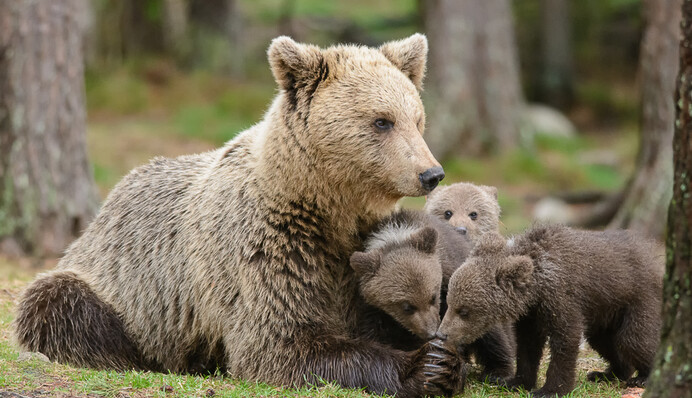 Ведмедиця створила пробку, намагаючись перевести ведмежат через дорогу - багато батьків впізнають у ній себе
