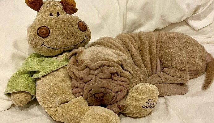 Хозяйка показала своего питомца и сломала людей - они не могут понять, это плед или собака