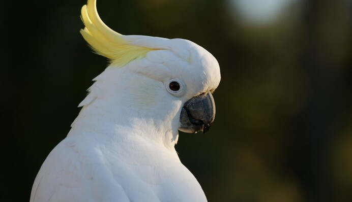 Говорящий попугай признался щенку в любви, и это самые милые друзья: видео