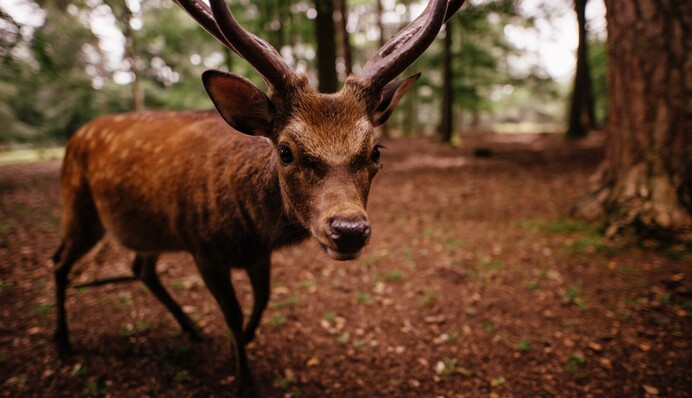 Олень влетел в автобус через лобовое стекло и ушел невредимым - в это видео трудно поверить