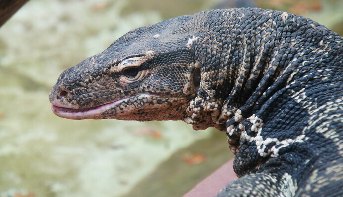 В Таиланде гигантская ящерица ворвалась в супермаркет и устроила дебош: видео