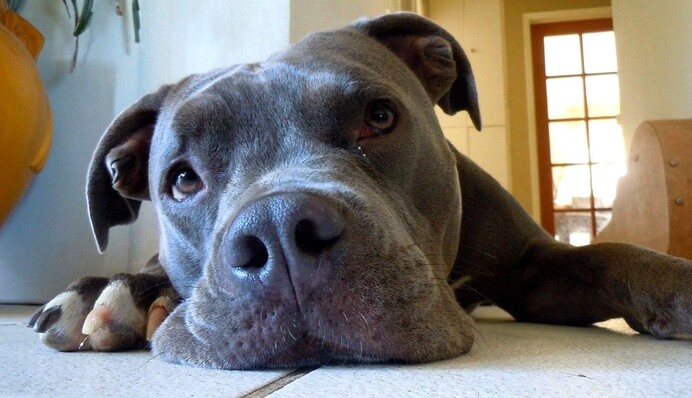 Пес-проказник испортил хозяину футболку, и теперь ее дизайну завидуют модники