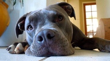 Пес-проказник испортил хозяину футболку, и теперь ее дизайну завидуют модники