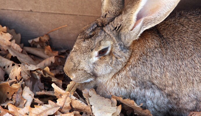 У модели Playboy украли самого большого кролика в мире - ушастый занесен в Книгу рекордов Гиннесса