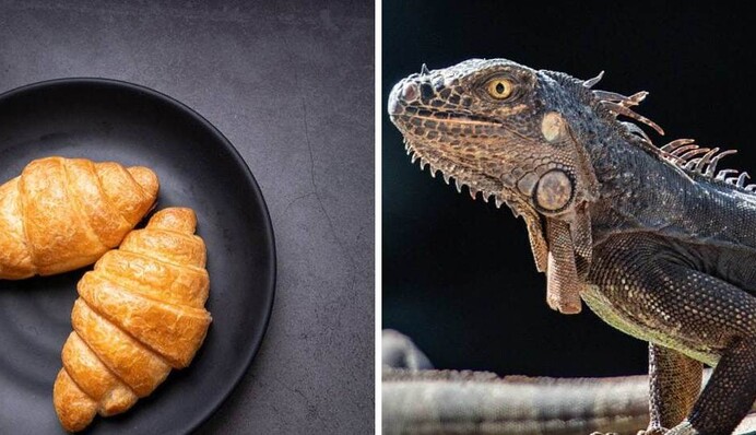 Жінка злякалася хижака на дереві та викликала рятувальників - виявилося, що це звичайний круасан