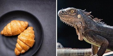 Женщина испугалась хищника на дереве и вызвала спасателей - оказалось, что это обычный круассан