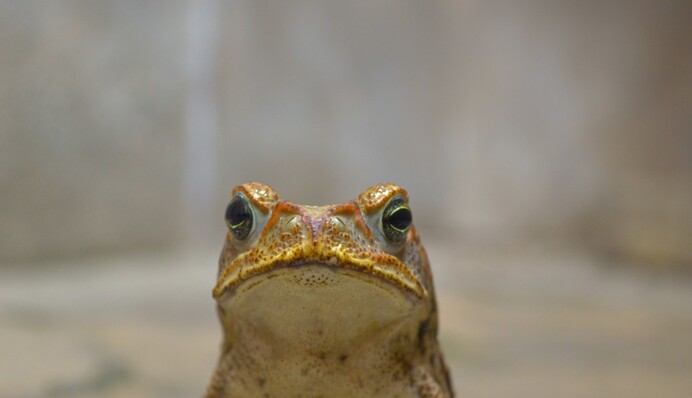 В Эстонии оживленную дорогу перекрыли ради лягушек-путешественниц