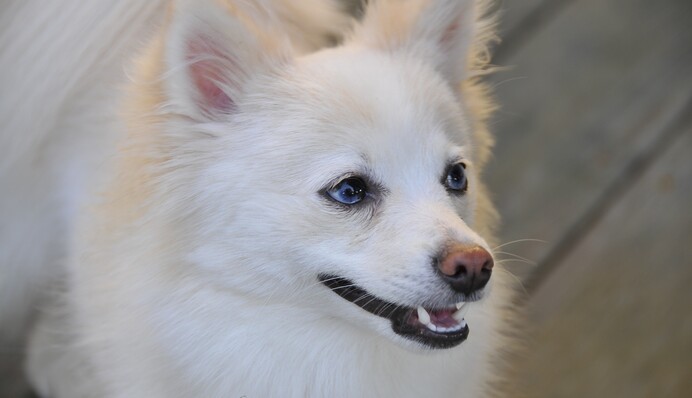 Большой пес спас крошечного шпица из бассейна и стал героем: трогательное видео