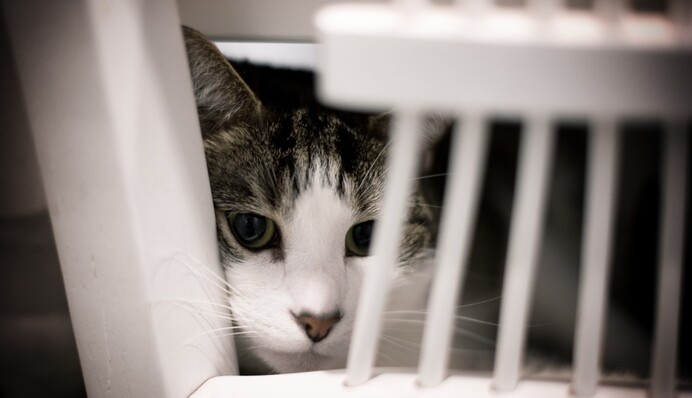 Полиция Панамы задержала кошку, которая носила наркотики в тюрьму: фото