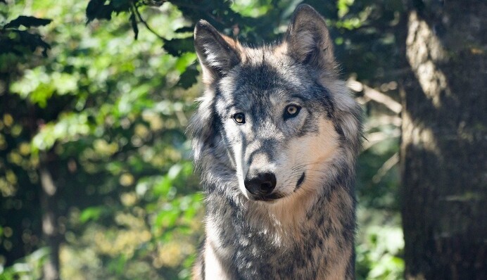 Ученые повесили камеру на шею волку - теперь мы знаем, как проходят будни хищников в лесу