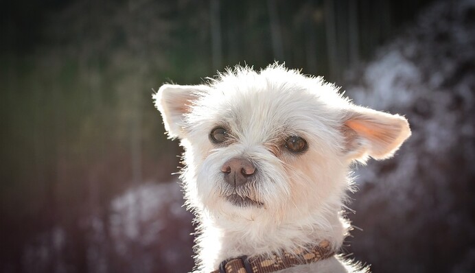Волонтеры спасли пса, который с трудом двигался из-за спутанной шерсти - теперь у него новая внешность и новый дом