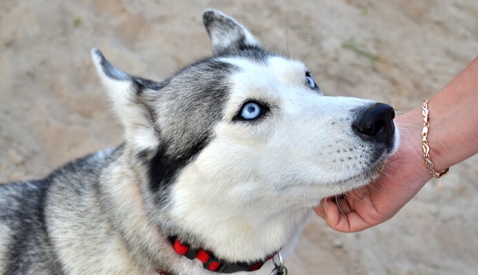 Девушка и ее хаски на карантине не теряли времени зря - собака научилась говорить как человек: видео