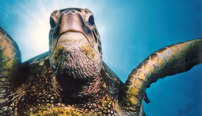 Смелая черепаха прогнала львов с водопоя и стала героиней сети: смешное видео