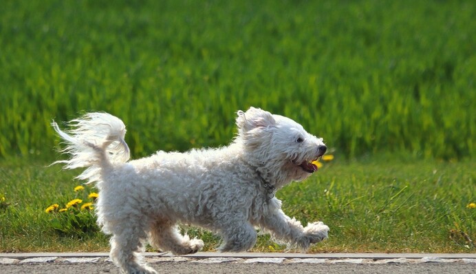 Игривая собака ворвалась на соревнования по бегу и почти побила рекорд Усэйна Болта