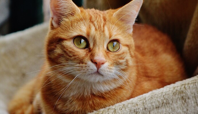 Кот научился играть на пианино, и теперь люди ждут, когда рыжий выпустит первый альбом