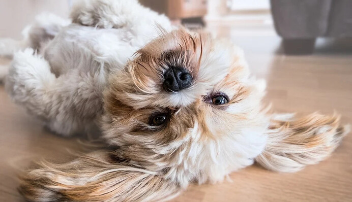 Собака не хотела идти утром на прогулку, и ее реакция заставит смеяться всех любителей поспать