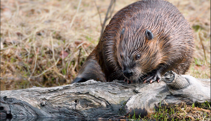 900 жителей города остались без интернета из-за бобров-строителей