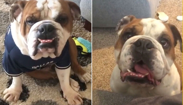 Мужчина узнал, что его новая собака понимает только испанский - пришлось учить язык