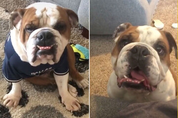 Чоловік дізнався, що його новий собака розуміє тільки іспанську - довелося вчити мову