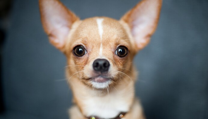 Чихуахуа приревнував господиню до кота і став зіркою соцмереж - виявилося, він такий не один