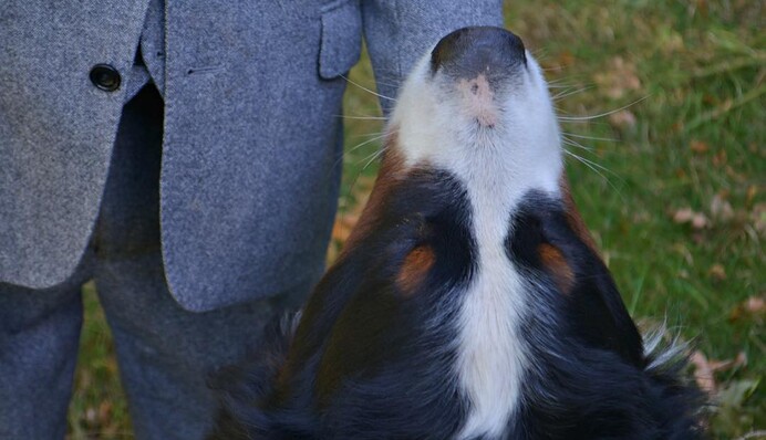 Пес президента Ірландії захотів погратися під час інтерв'ю, і тепер в нього закохався весь світ: відео