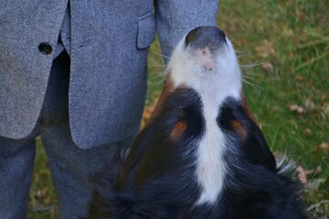 Пес президента Ірландії захотів погратися під час інтерв'ю, і тепер в нього закохався весь світ: відео