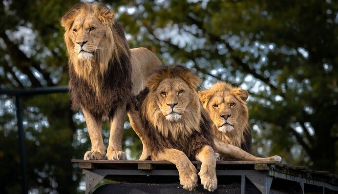 В Индии Covid-19 подхватили львы: сотрудники местного зоопарка вовремя заметили неладное