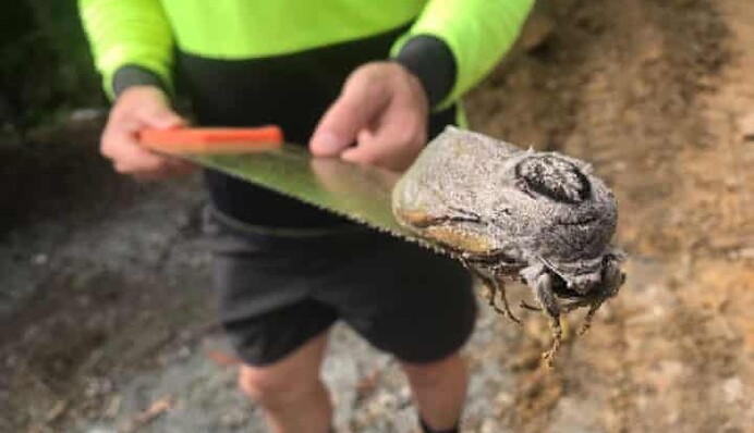 В Австралії знайшли величезного метелика - він такий важкий, що не міг літати