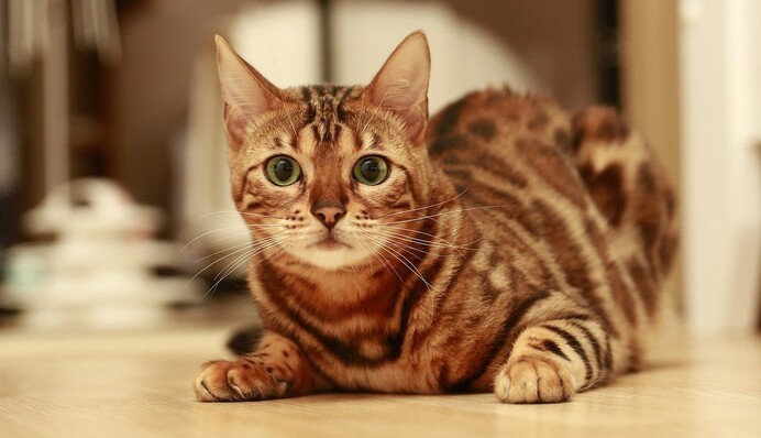 Бенгальский кот очень хотел выговориться, но не вышло - зато видео хозяйки стало хитом в сети