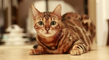 Бенгальський кіт дуже хотів виговоритися, але не вийшло - проте відео власниці стало хітом у мережі