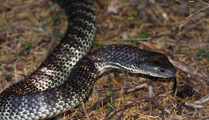 Рыбак нашел в лодке одну из самых ядовитых змей в мире и едва спасся - ее укус убивает за минуты