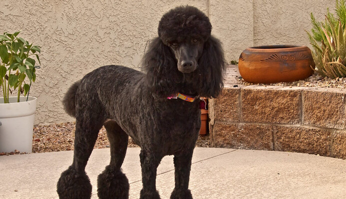 Пудель выдал хозяйку-мошенницу, которая инсценировала собственную смерть