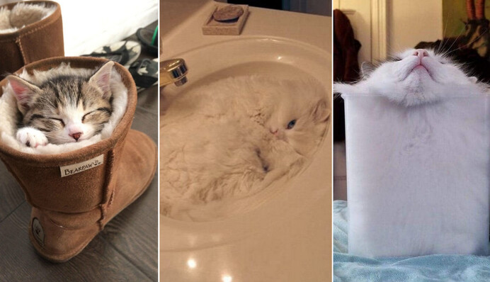 10 кошек, которых ничего смущает, когда они хотят спать: забавные фото