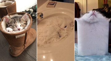 10 кошек, которых ничего смущает, когда они хотят спать: забавные фото